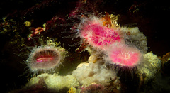 Monomyces rubrum