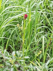 Sanguisorba officinalis