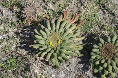 Euphorbia flanaganii
