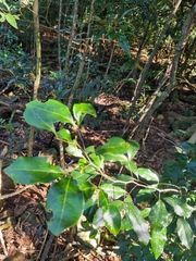 Rhysotoechia bifoliolata