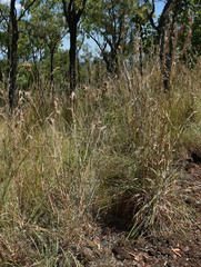Cymbopogon bombycinus