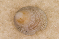 Antisabia imbricata