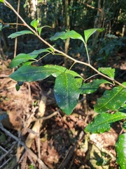 Rhysotoechia bifoliolata