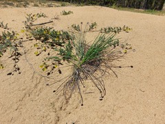 Allium strictum
