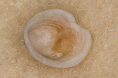 Antisabia imbricata