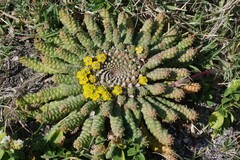 Euphorbia flanaganii