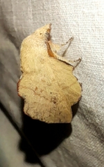 Phyllodesma suberifolia