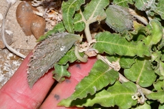 Asclepias prostrata