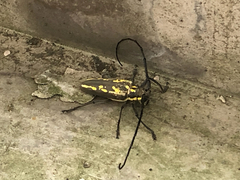Batocera lineolata