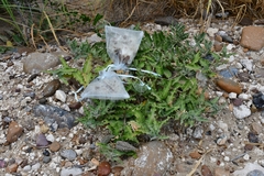 Asclepias prostrata