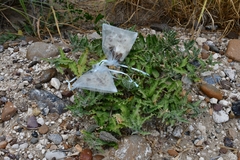 Asclepias prostrata