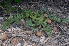 Asclepias prostrata