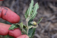 Asclepias prostrata