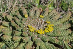 Euphorbia flanaganii