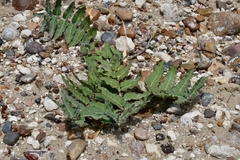 Asclepias prostrata