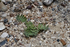 Asclepias prostrata