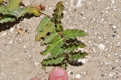 Asclepias prostrata