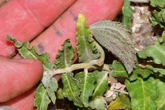 Asclepias prostrata