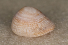 Antisabia imbricata