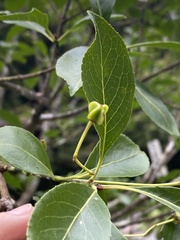 Euonymus carnosus