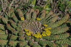 Euphorbia flanaganii