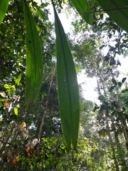 Cordyline petiolaris