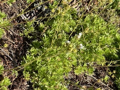 Saxifraga hypnoides