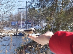 Poecile atricapillus