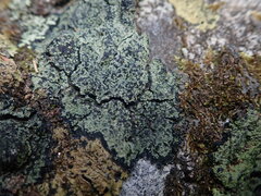 Psoromaria versicolor