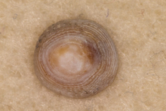 Antisabia imbricata