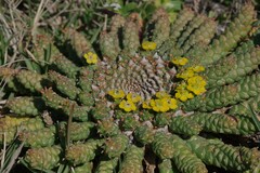 Euphorbia flanaganii