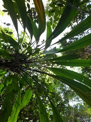 Cordyline petiolaris