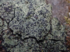 Psoromaria versicolor