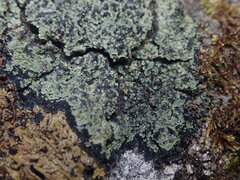 Psoromaria versicolor