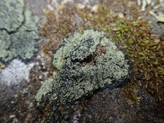 Psoromaria versicolor