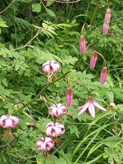 Lilium martagon pilosiusculum