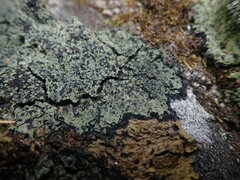 Psoromaria versicolor