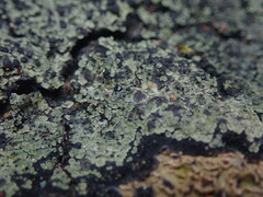 Psoromaria versicolor