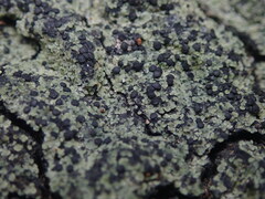 Psoromaria versicolor