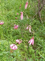 Lilium martagon pilosiusculum