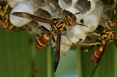 Polistes cubensis