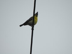 Machlolophus holsti