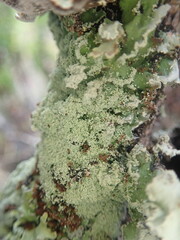 Pannaria leproloma