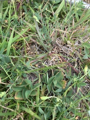 Trifolium fragiferum