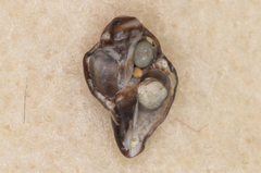 Ocinebrina