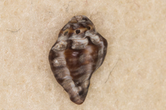 Ocinebrina