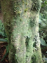 Psoroma asperellum