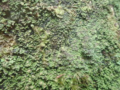 Psoroma asperellum
