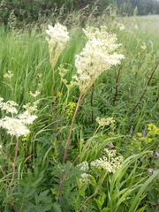Filipendula ulmaria