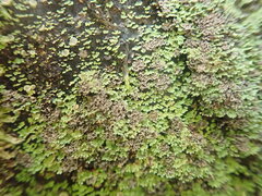 Psoroma asperellum